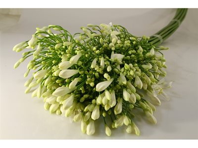 AGAPANTHUS I - WHITE