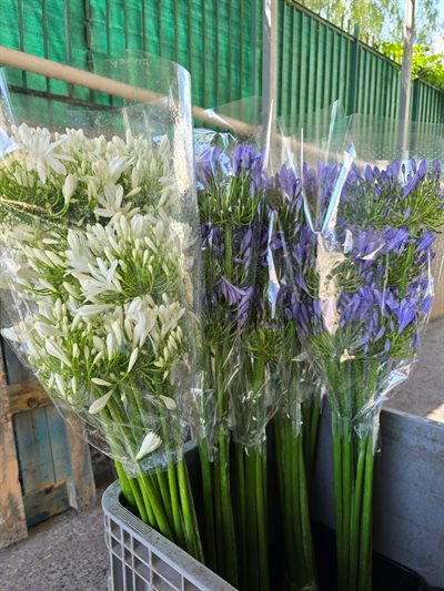 AGAPANTHUS SUPER XXL - WHITE