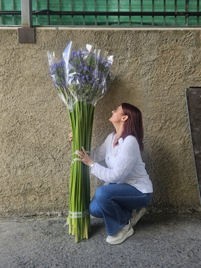 AGAPANTHUS SUPER XXL - BLU