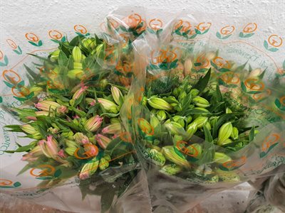 ALSTROEMERIA EX 80CM - ASSORTITA