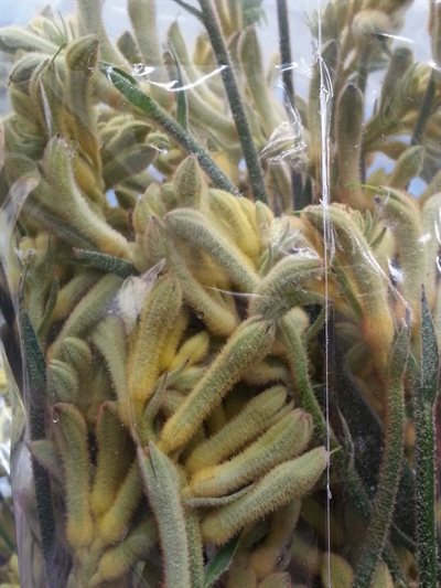 ANIGOZANTHUS I - VERDE