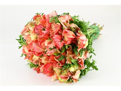 ANEMONE EX LEVANTE - ROSA