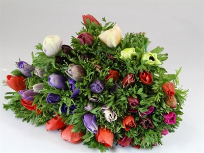 ANEMONE EX MISTRAL - ARLECCHINO